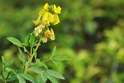 Close-up of yellow flowering plant