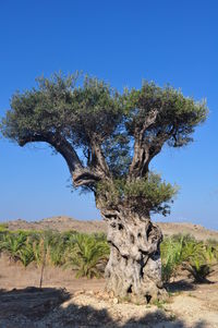 Tree on landscape against clear blue sky