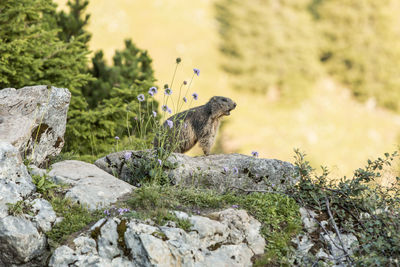 Close-up of lizard on rock