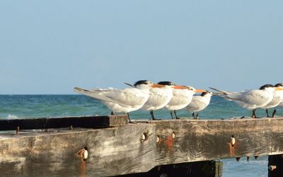 Birds on beach against sky