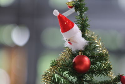 Close-up of christmas tree