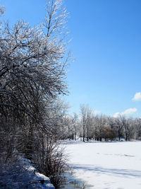 Bare trees on snow covered field against sky