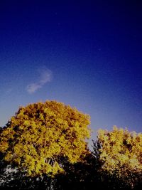 Low angle view of trees against clear blue sky