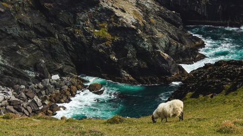 Sheep grazing on field against sea