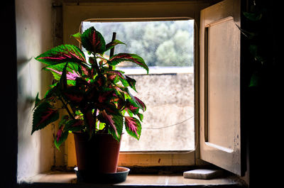 A plant in front of a window