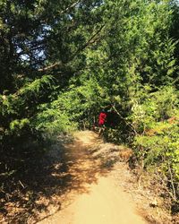 Man walking in forest