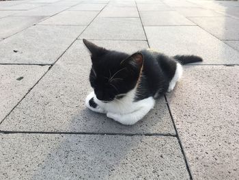 Cat sitting outdoors