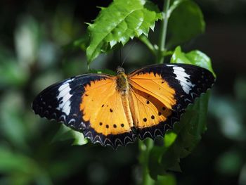 Close-up of butterfly perching on leaf