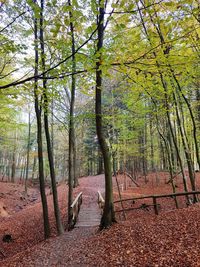 Trees in forest during autumn