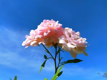 Low angle view of pink flowering plant against blue sky