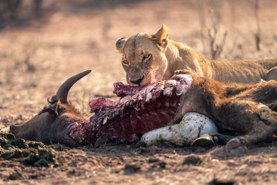 Lioness drinking water