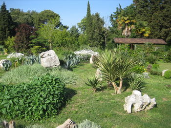 Plants and trees in park