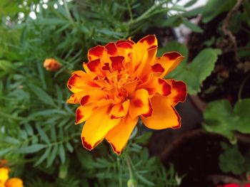 Close-up of yellow flower