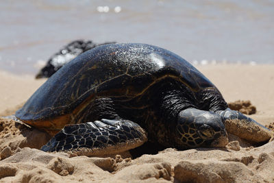 Close-up of turtle on beach