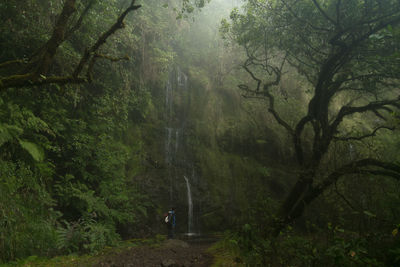 Laurel trees in forest