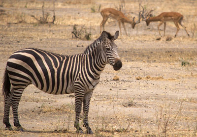 Zebra standing on landscape