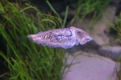 Close-up of fish swimming in sea