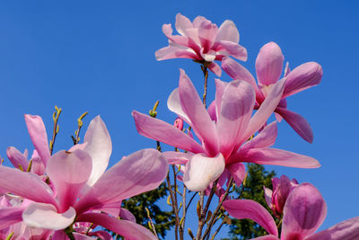 Close-up of pink flowering plant against clear sky