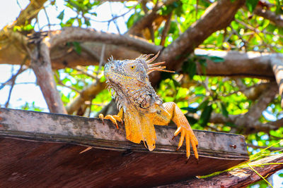 Close-up of a lizard on tree