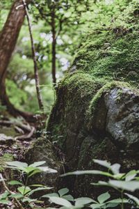 Close-up of moss growing on tree trunk