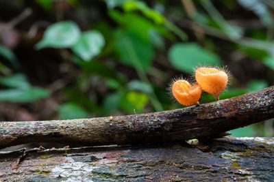 Close-up of mushroom growing on tree