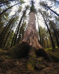 Low angle view of trees in forest