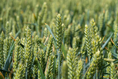 Grain growing in south east fields in summer sun shine close up showing see and grain pods