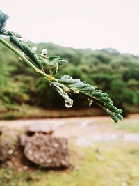 Close-up of plant against blurred background