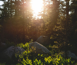 Scenic view of forest