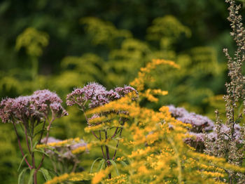 Close-up of purple flowering plant on field