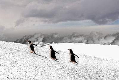 Penguins walking on snowy hill against cloudy sky