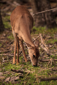 White-tailed deer odocoileus virginianus forages for clover in the wetland