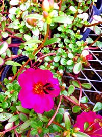 Close-up of purple flowers