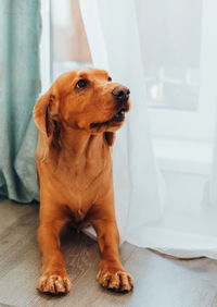 Close-up of dog looking away while sitting on floor at home