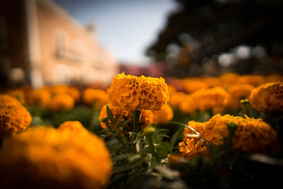 Close-up of yellow flowers blooming outdoors