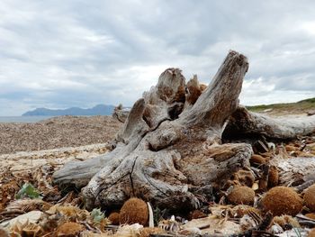 View of driftwood on landscape against sky