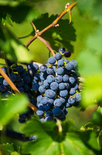 Close-up of grapes growing in vineyard