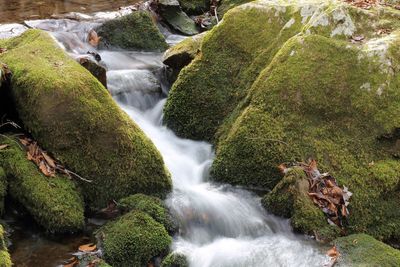 Close-up of waterfall in forest