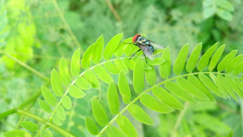 Close-up of insect on leaf