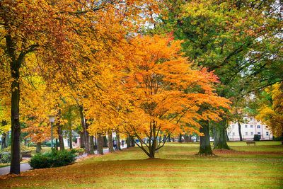 View of autumn trees in park