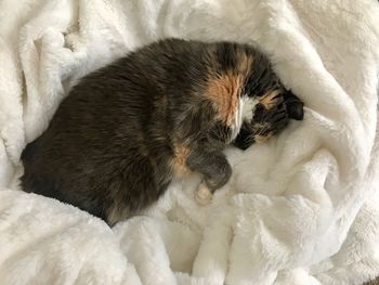 High angle view of cat sleeping on bed