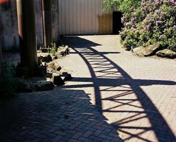 Footpath along plants