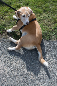 High angle view of dog sitting on field