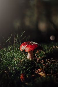 Close-up of fly agaric mushroom on field