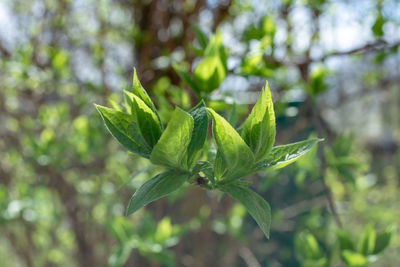 plant