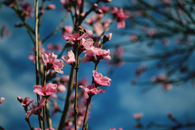 Low angle view of purple flowering plant