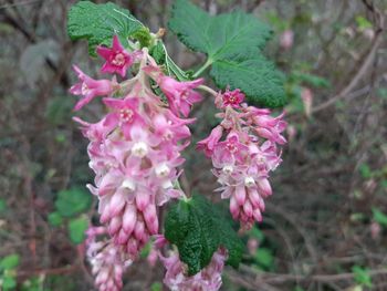 Close-up of pink flowering plant