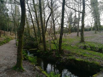 Scenic view of stream amidst trees in forest