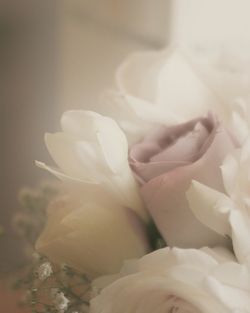 Close-up of orange rose