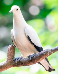 Close-up of bird perching on branch